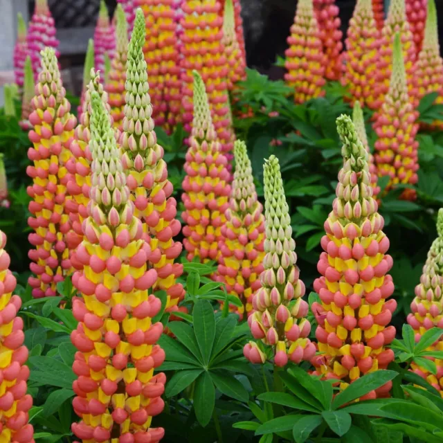 Graines de fleurs de lupin jaune orange Jardin vivace coloré Fleurs de deux...