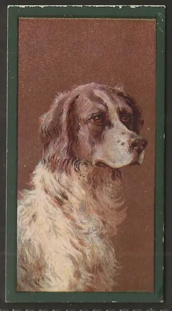 Taddy-Dogs 1900-#15- English Setter