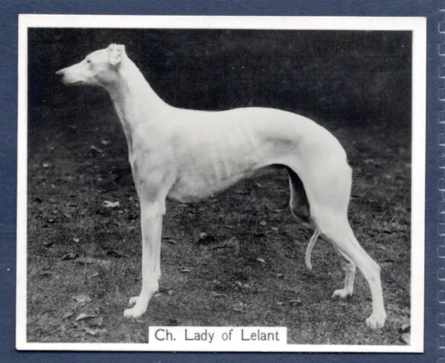 GREYHOUND - Original CHAMPION DOGS 1930's Photographic Cigarette Card