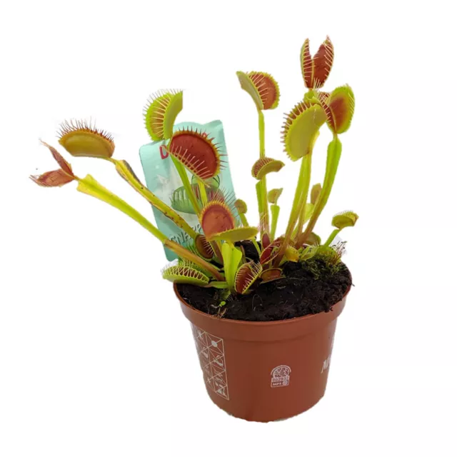 T&M Venus Fly Trap House Plants Carnivorous Dionaea Muscipula 1 or 3 x 9cm Pot