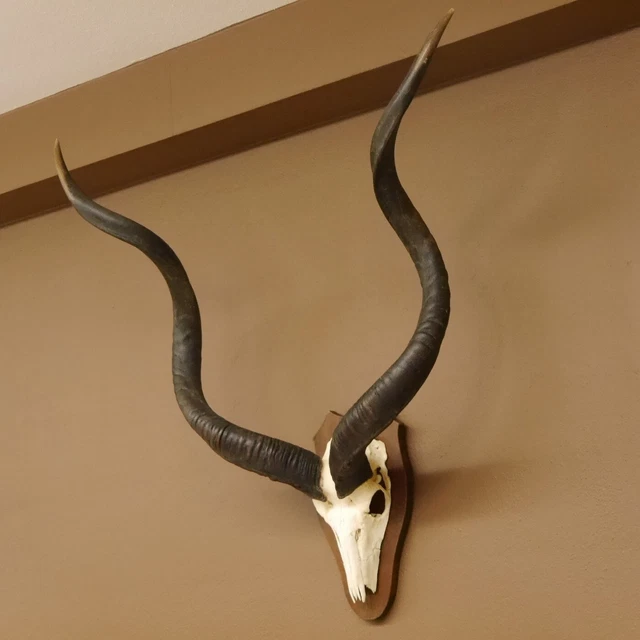 Kudu Antílope Trofeo África Trofeo Altura 109CM Escudo de Trofeo 88.2.49