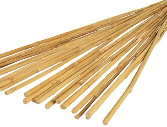 Suregreen Bamboo Canes 2.4m/ 8ft | 14-16mm |  50 Pack Strong Thick Plant Support 3