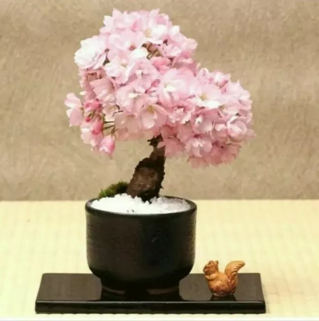 Cherry Blossom Tree, Japanese Sakura Flower Beautiful Pink 10 Seeds Uk Seller 3
