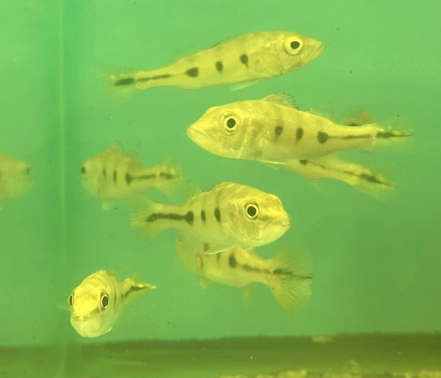 Kelberi Peacock Bass 2” (Pack Of 3) -Live Freshwater Tropical Aquarium Fish