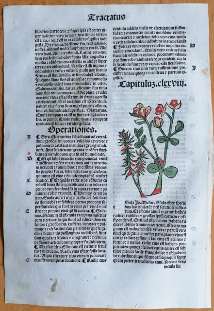 Original Post Inkunabel Hortus Sanitatis Koloriert Esula Venedig 1511