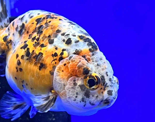 Live Fancy Goldfish Calico Ranchu 3.5- 4 inches (1020_01_RC03)