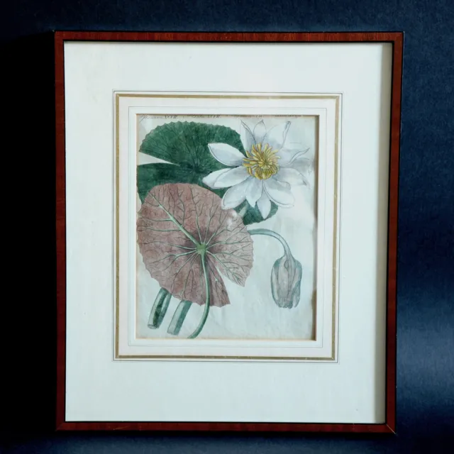 Friedrich J Bertruch Bild antiker kolorierter Stich Lotuspflanze Seerose zeitlos