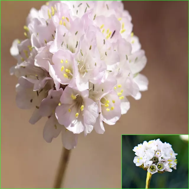 ARMERIA Maritima Morning Star White 7+ Seeds Grow Beautiful FLOWERS