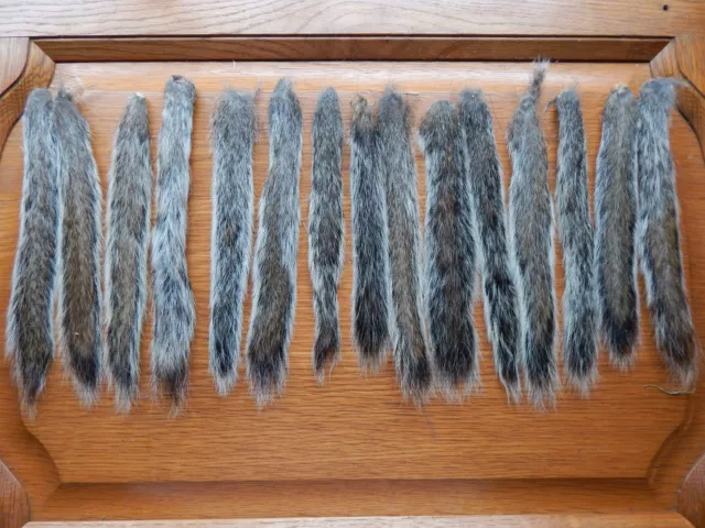 15 Dried Grey Squirrel Tails Taxidermy Fly Tying 2