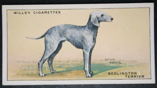 BEDLINGTON TERRIER  Vintage 1930's Card  WC07M