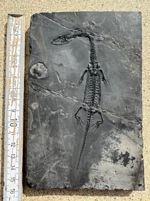 Gut erhaltener Keichousaurus hui, Trias, China