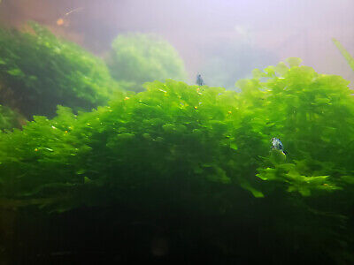 Pellia Moss, (Subwassertang Round),  Home Aquarium grown, Green and Healthy 4 OZ