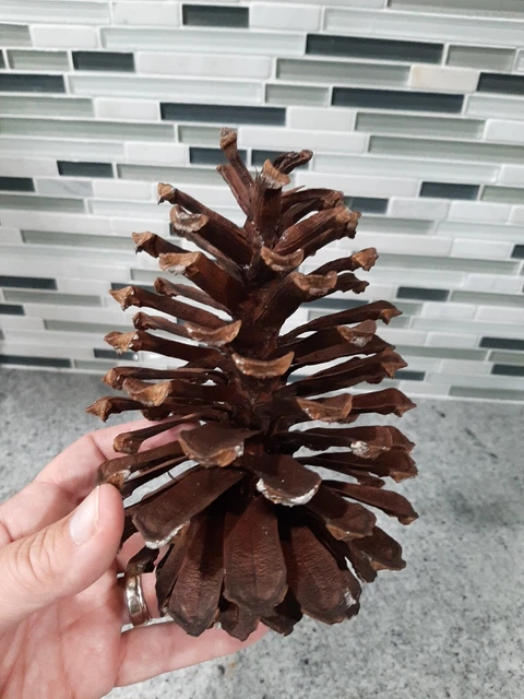 5 CONOS DE PINO GRANDES GRANDES GRASA ANCHA GRANDES 6"" a 8"" Norte de Florida Natural