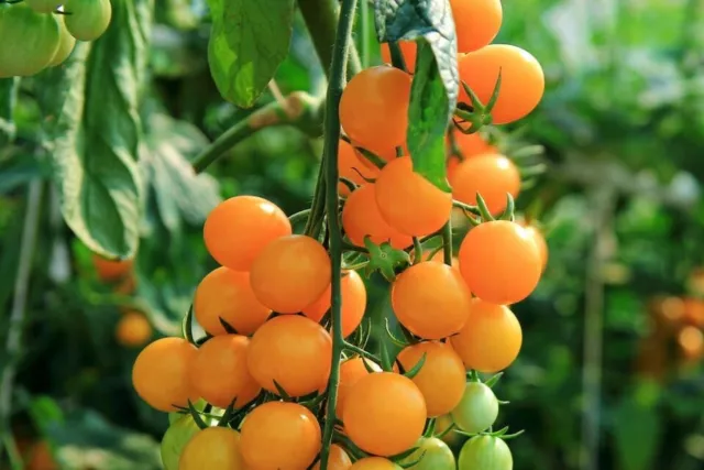 (20) Golden Nugget Cherry Tomato Seeds plants garden