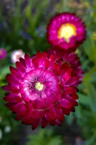 PAPER DAISY 'Purple Red' 300 seeds STRAWFLOWER everlasting daisy flower garden