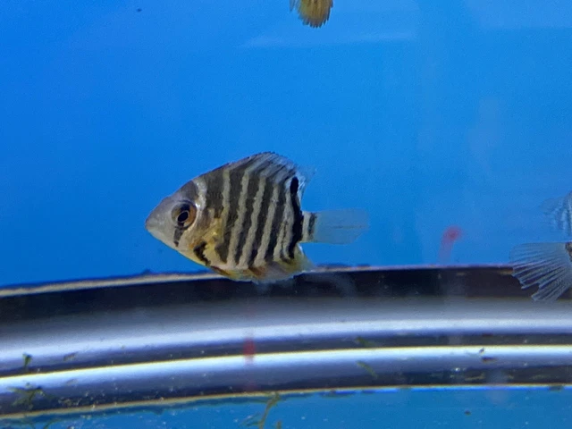 AWESOME  RED SHOULDER SEVERUM 1 TO 1.5" (Heros efasciatus)
