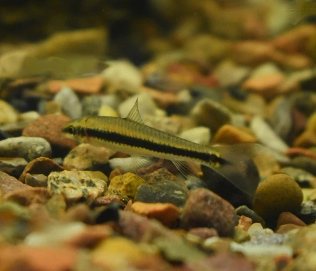 Live Siamese Algae Eater 1.5" (Pack of 3 Tropical Aquarium Fish) PLS READ DESCR 6
