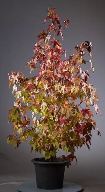 Amerikanischer Amberbaum, Seesternbaum / Liquidamber Styraciflua 3