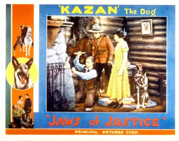 Jaws Of Justice Lobby Card Kazan The Wonder Dog 2 Old Photo