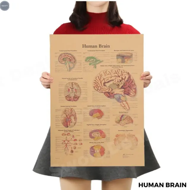 Retro Kraft Paper Poster - Human Brain Anatomy - for Home Bar Kitchen Wall Decor