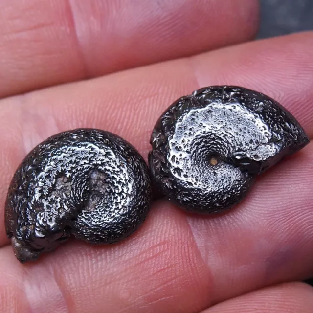 2pcs 22mm Ammonite Hematite Morocco Jurassic Fossil Ammoniten 14