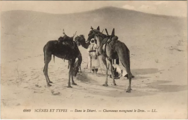 CPA AK Dans le Desert - Chameaux Mangeant le Drin - Types ALGERIE (1146055)