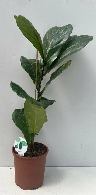 Ficus Lyrata Trendyplants - Albero Pianta Da Interno 170-190 Cm Con Vaso 30 Cm