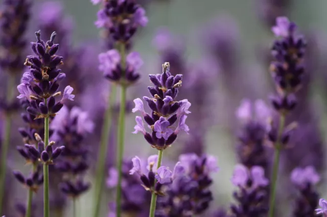 10.000Samen ECHTER LAVENDEL Lavandula angustifolia Bienenweide 🐝 Heilpflanze