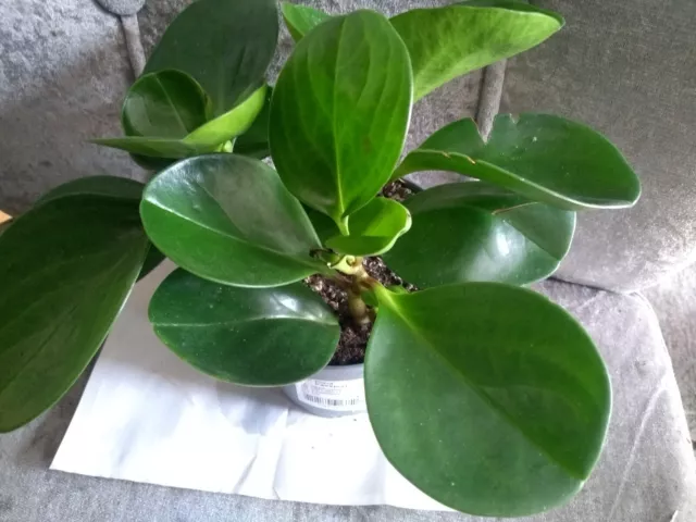 Baby Rubber Plant | Peperomia obtusifolia Green | Indoor Plant | Houseplant