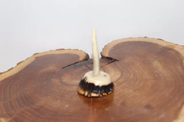 Custom Made Red Stag Elk Antler Burr Turkey Wing Bone Call Display Stand
