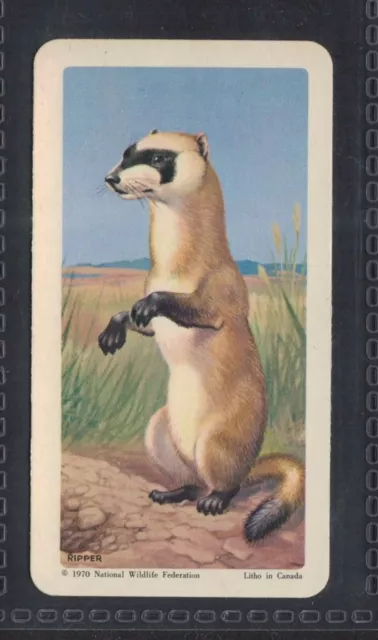 BLACK-FOOTED FERRET - 50 + year old Canadian Trade Card # 14