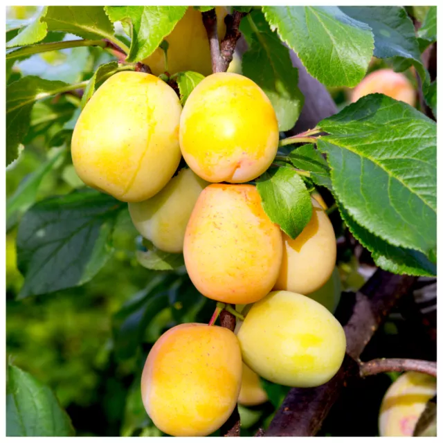 Golden Gage 'Oullins' Plum Tree 4-5ft Tall Self-Fertile Sweet Honey Flavour