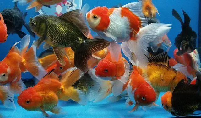 1" - 3" Assorted ORANDA Fantail Goldfish Live Fish for Pond *FREE SHIPPING*
