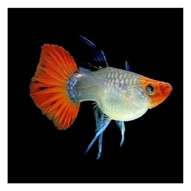 1 Female Live Guppy Fish -Koi Black Short Ribbon - High Quality
