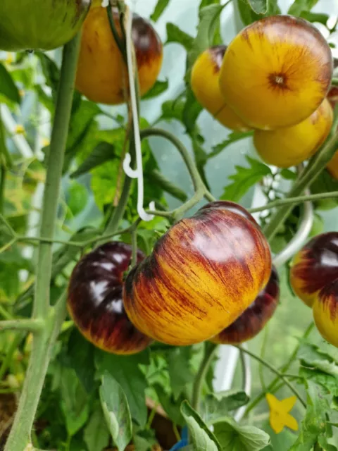 Tomatensamen Fleischtomate Purple Sunrise Antho-Tomate (Blaue Tomaten)