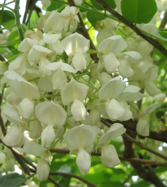 Wisteria floribunda “Longissima Alba” - GLICINE BIANCO Pianta Rampicante H 190cm