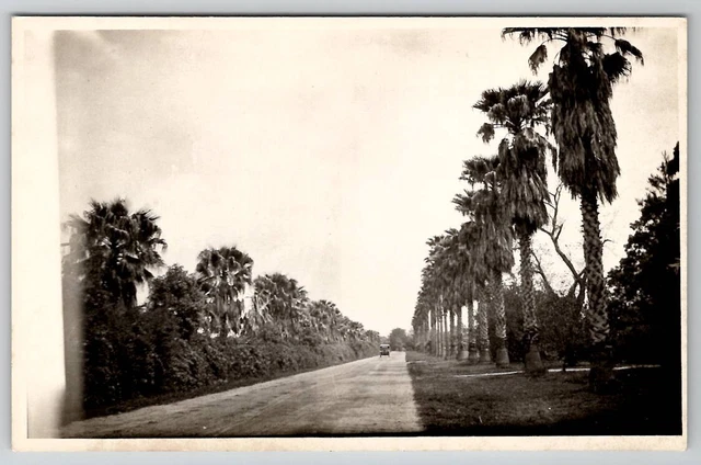 RPPC Beautiful Palm Tree Lines Street Old Car Dirt Road c1930s Postcard B25