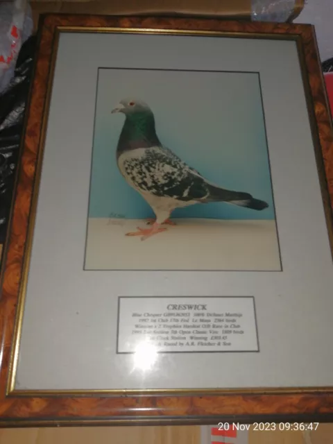 Original f/g  Champion racing Pigeon "Creswick"