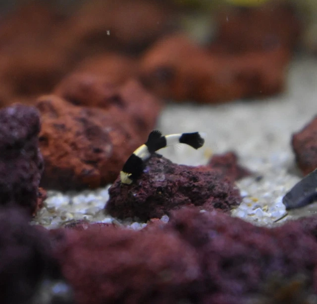 Live Panda Loach (Pack of 3 Rare Nano Freshwater Aquarium Fish) *PLS READ DESCR* 3