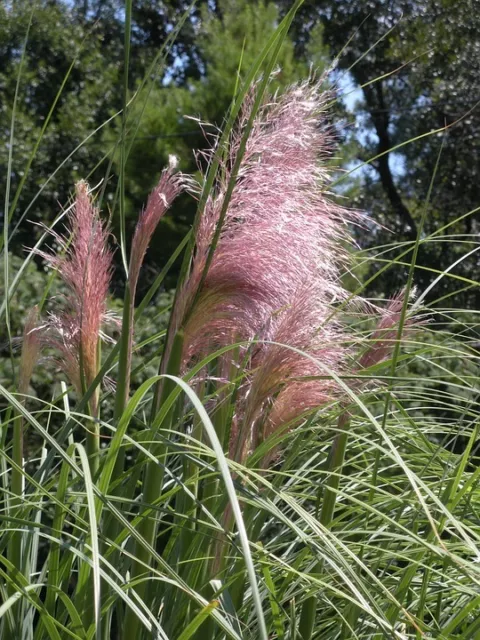 Pampa Grass Cortaderia Pink Feather - 50 Seeds Pampas Grass