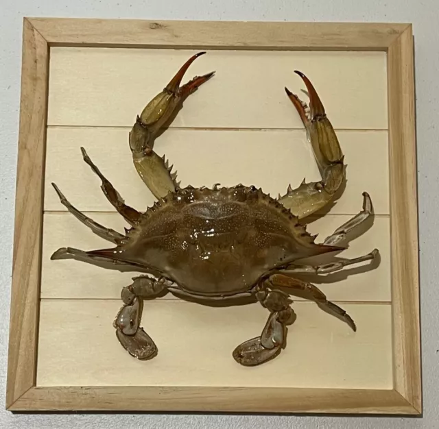 Classic Style Blue Crab Wall Hanging Mount
