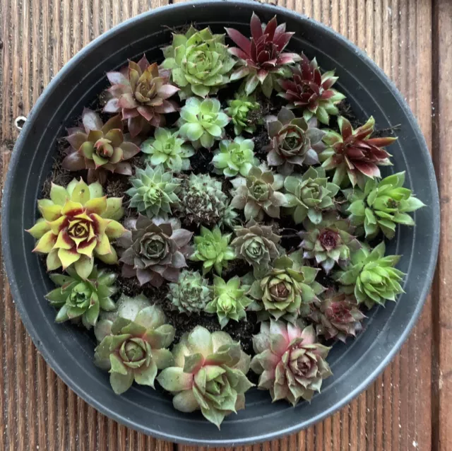 20 Sempervivum Hauswurz Ableger Kindl inkl. Gold Nugget