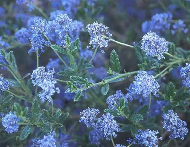 1X 3-4Ft Large Ceanothus Concha Shrub Blue Evergreen Californian Lilac Plant 3L