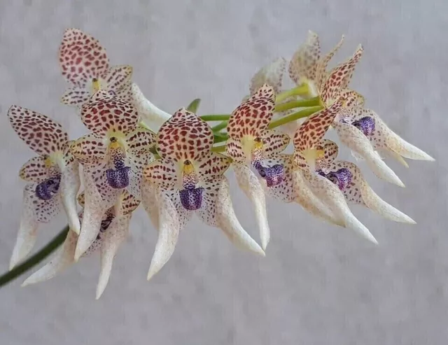 Orchid Species Bulbophyllum guttulatum Bloom Size