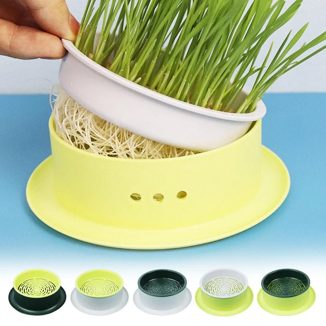 Soilless Catgrass Cat Grass Snack Growing Kit Cat Grass Plantin N EW