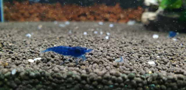10+1 Ultra Blue  Freshwater Neocaridina Aquarium Shrimp. Live Guarantee