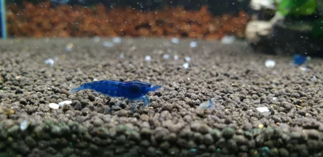 20+2 Blue Dream Freshwater Neocaridina Aquarium Shrimp. Live Guarantee
