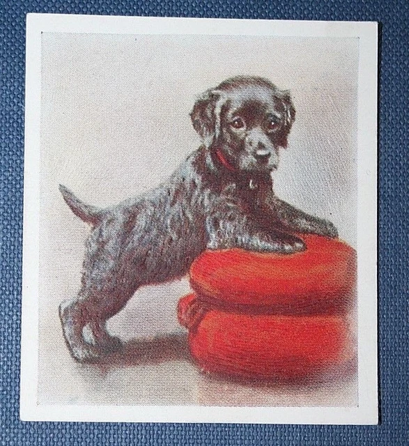IRISH WATER SPANIEL PUPPY  Vintage Textured Colour Card  QC17
