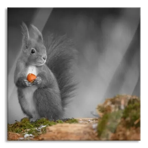 Dulce Squirrel Con Nuez Imagen Cuadrados De Vidrio Real, Con Soporte Pared