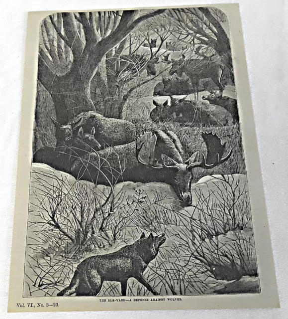 1878 magazine engraving ~ THE ELK YARD ~ defense against wolves